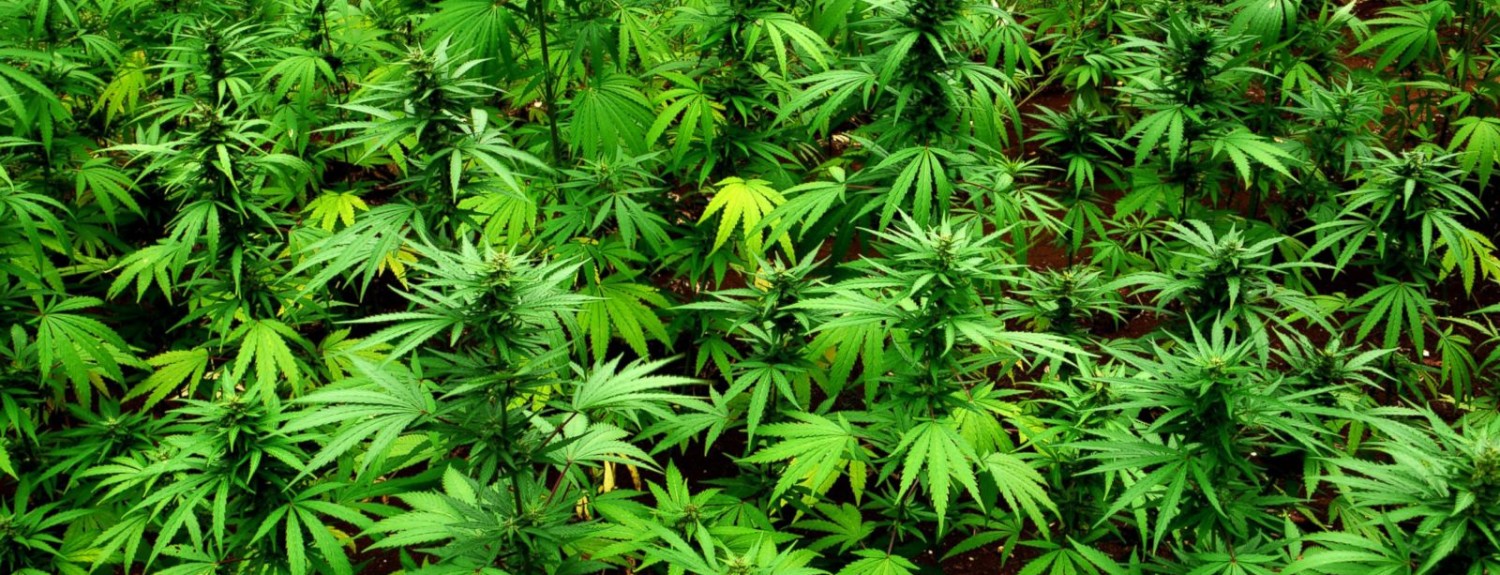 gty_ganja_131202_16x9_1600 (1)