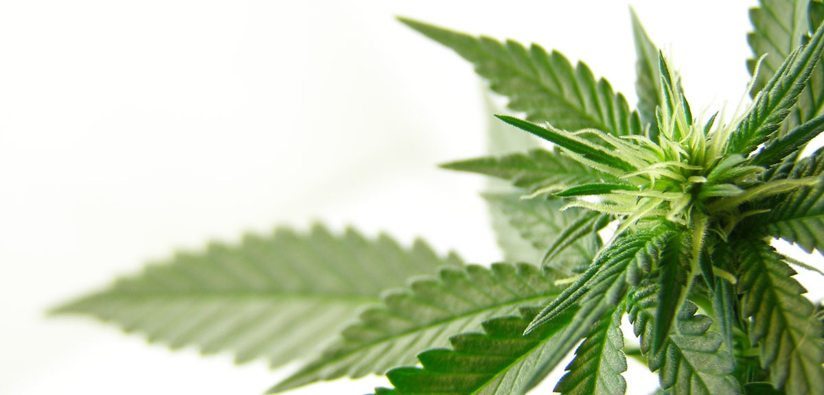 marijuana-image-1