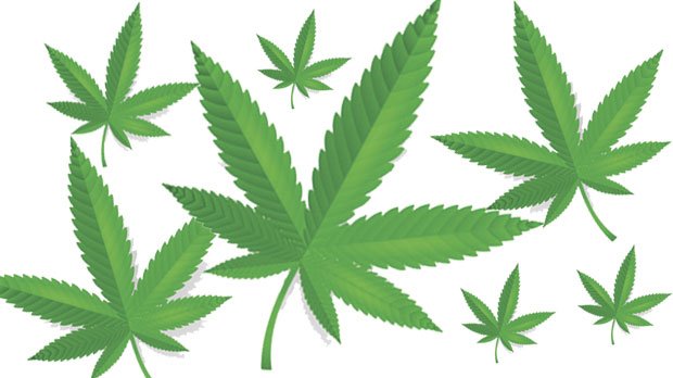 COMpotleaves080714_t670x470