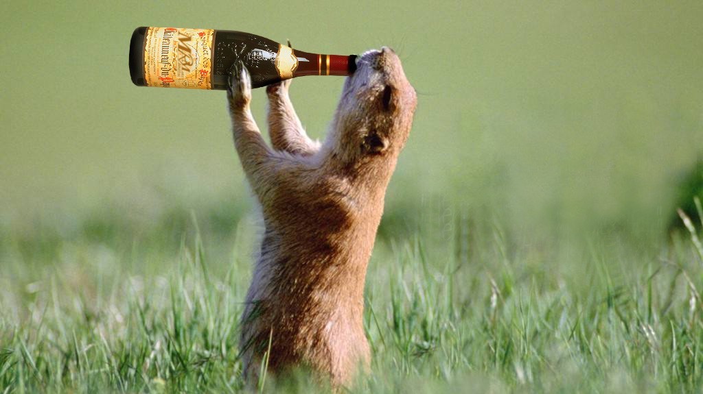 funny Beer images