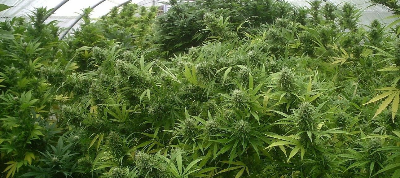 my_good_weed