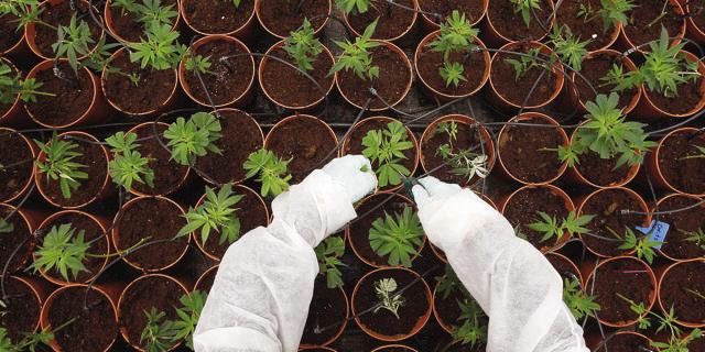 Cultivo-marihuana-medicinal