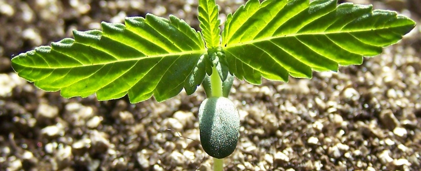 beautiful_seedling