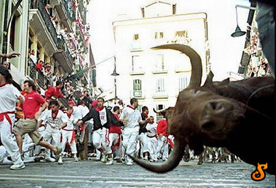 funny-bull-photobomb-Spain-1