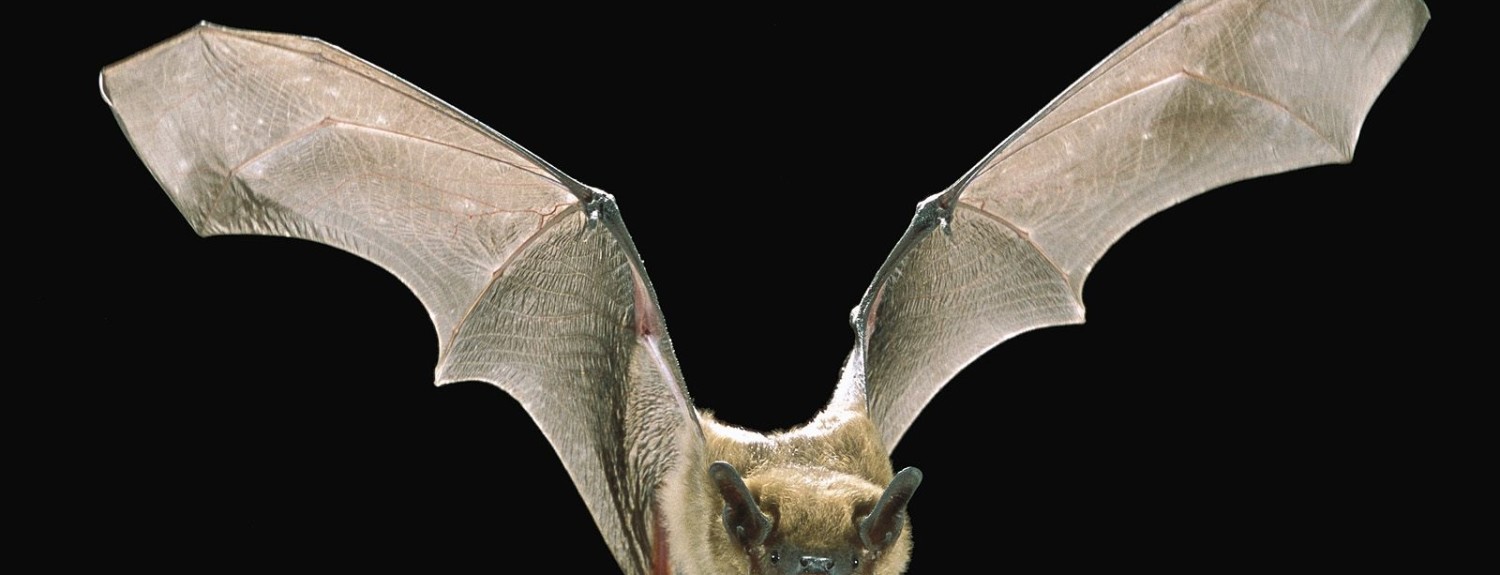 otro_murcielago_volando-1600x12001