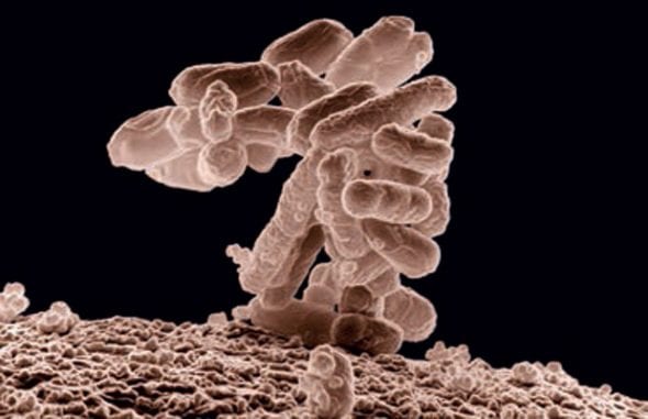 articles-contaminantes-en-cannabis_text_4