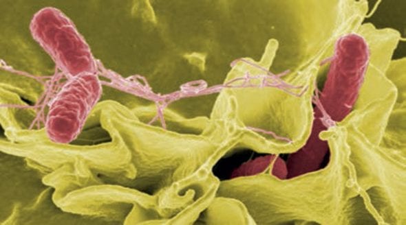 articles-contaminantes-en-cannabis_text_5