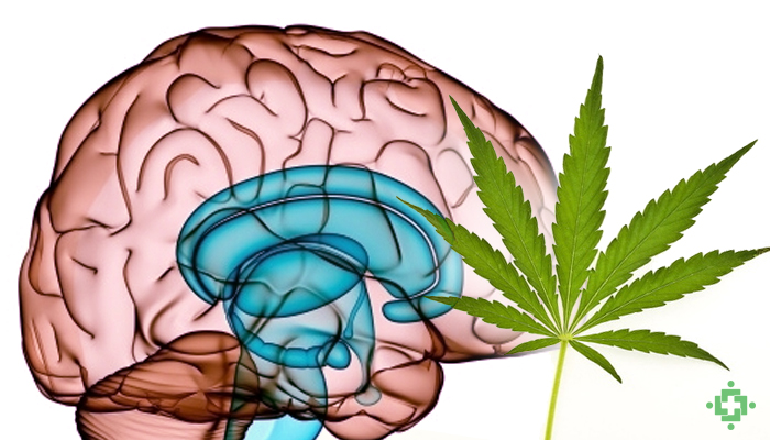 EPILEPSIA EN VENEZUELA epilepsia en venezuela: