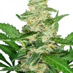 SUPER-SKUNK-AUTOMATIC-2-150x150