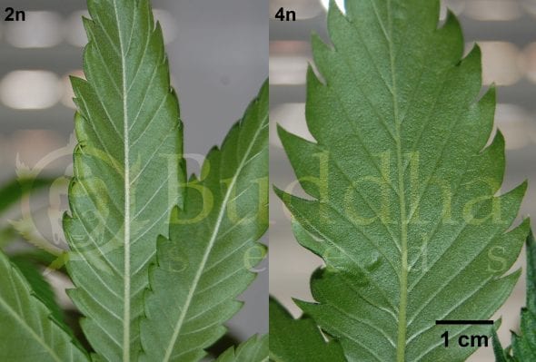 Tamaño-foliar-coloración-01