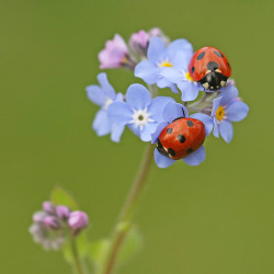 CCD-4-Sensi-Seeds-blog-250x250