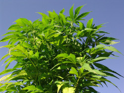 Cannabis-and-eating-disorders-3-Sensi-Seeds-blog-250x188