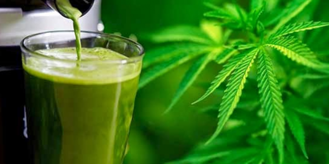 The Amazing Health Benefits of Juicing Raw Cannabis (Marijuana) Leaves