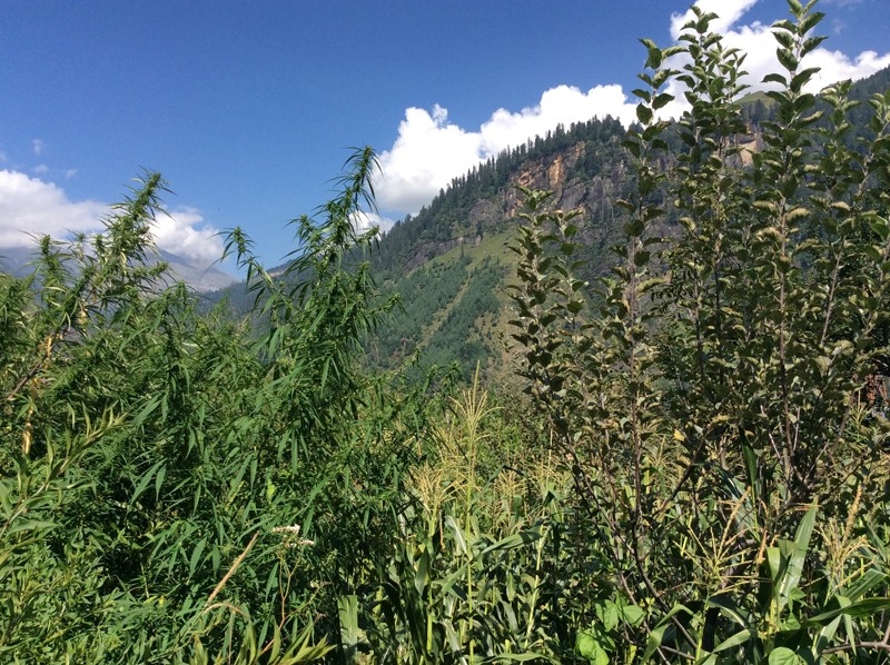 himachal