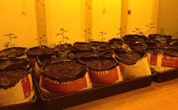 Phenotype-selection-2-1-600x371