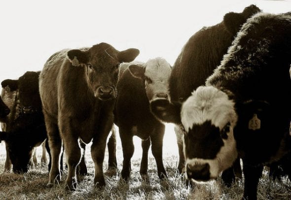 La ECJ está relacionada con la EEB del ganado; la ECJv es el resultado directo de comer carne infectada (© RTD Photography)