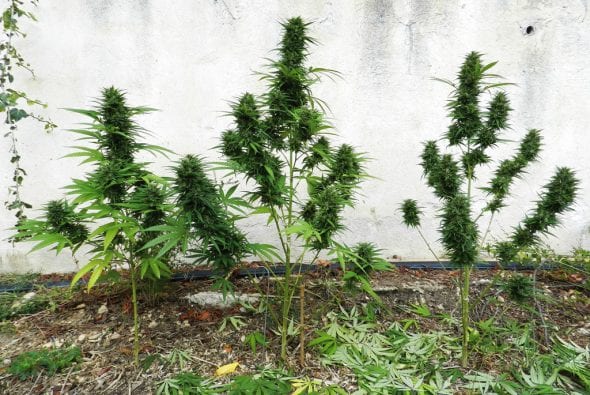 jack-herer-outdoor-ready-for-harvest