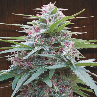 Panama feminizada de Ace Seeds
