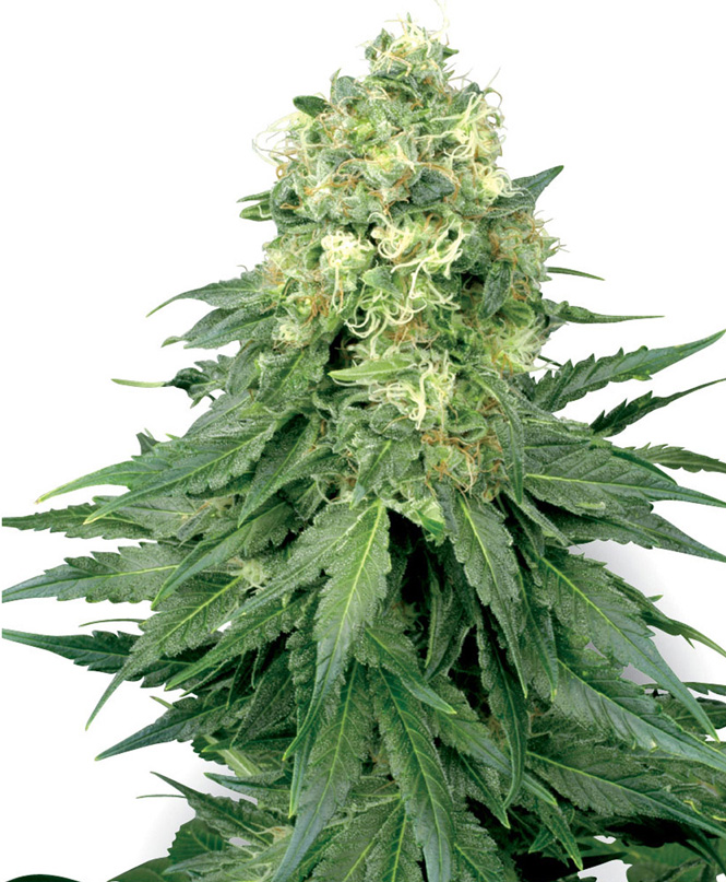 white-widow-feminizada-xl