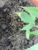 DSCN3518.JPG