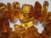 800px-Insects_in_baltic_amber.jpg
