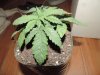 DSCN5061.JPG