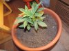 DSCN5141.JPG