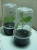 8 Semana (29).JPG