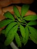 mango_esmeralda_111[1].jpg