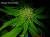 Mango_esmeralda_(_indica_x_sativa_x_rudelaris_)_12_dias_floracion_editada[1].jpg