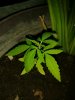nn_con_mango_y_lirios_FOTO_3[1].jpg