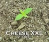 Cheese XXL.jpg