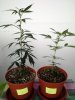 clones_01.jpg