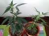 clones_02.jpg