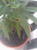 IMG-20160302-WA0002.jpeg