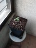 IMG_20160831_091812679.jpg