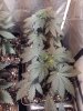 IMG_20170327_104926.jpg