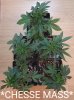 IMG-20170816-WA0015.jpg