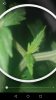 cannabis4.jpg