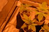 DSC_0393-compressed.jpg