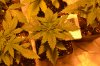 DSC_0408-compressed.jpg