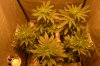 DSC_0436-compressed.jpg
