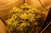 DSC_0446-compressed.jpg