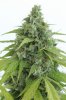 auto jack herer advanced seeds 2018 B.jpg