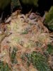IMG-20180708-WA0002.jpg