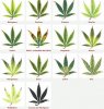 hojas-de-marihuana-sintomas.jpg