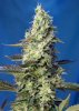 GREEN_POISON_XL_AUTO(R)_SWS71_p.jpg