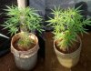 CLONES-ACE#2-----004.jpg