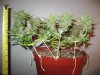 How-to-Grow-Weed-Using-Low-Stress-Training.jpg