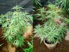 CLONES-ACE#2-----005.jpg